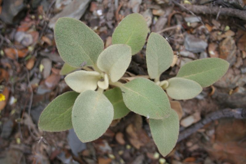 Verbascum conocarpum ?